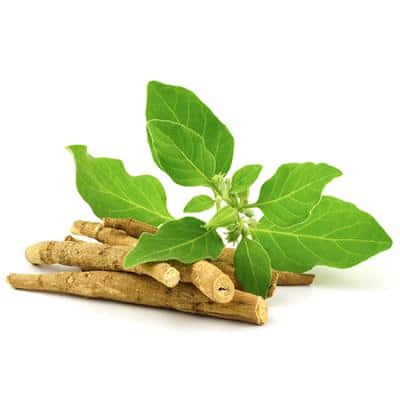 Ayurvedic Herbs for a Healthy Heart