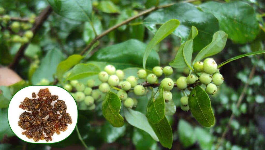 Ayurvedic Herbs for a Healthy Heart