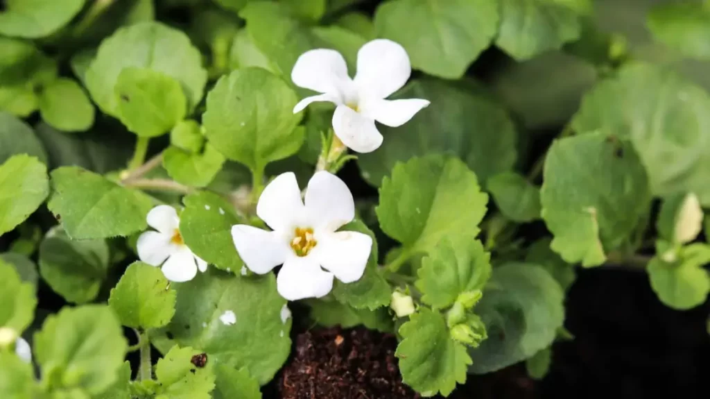 Ayurvedic Herbs for a Healthy Heart