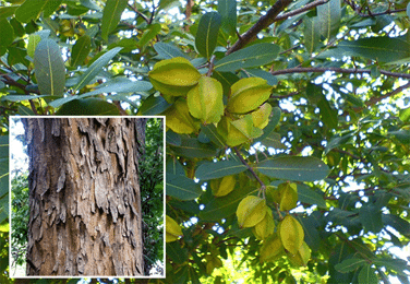 Ayurvedic Herbs for a Healthy Heart